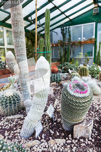 Image of Cactus greenhouse