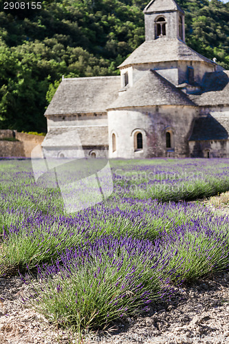 Image of Lavander field