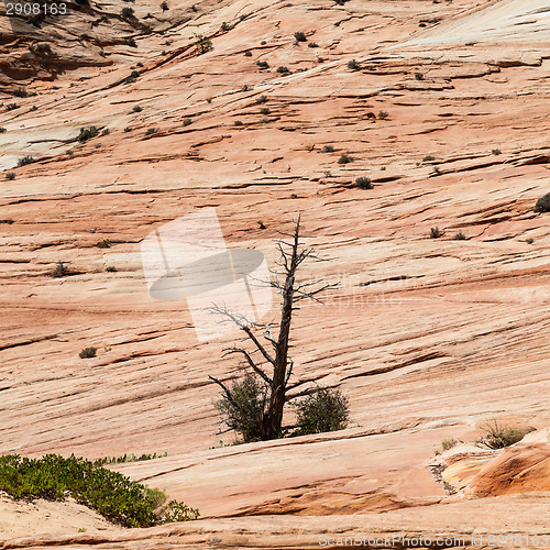 Image of Zion National Park