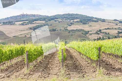 Image of Tuscan wineyard