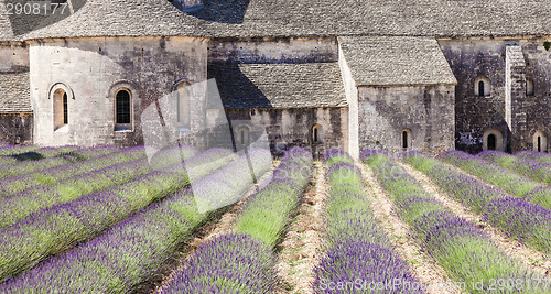 Image of Lavander field