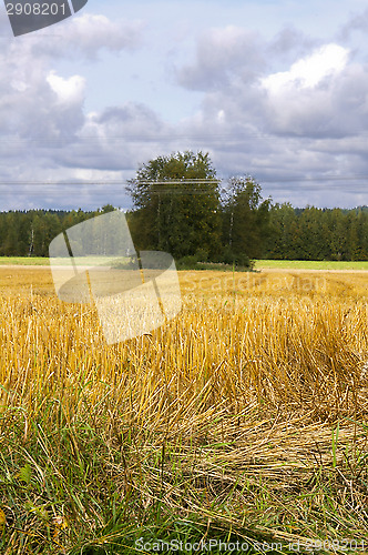 Image of Wheatfield