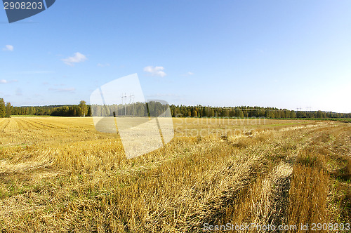 Image of Wheatfield