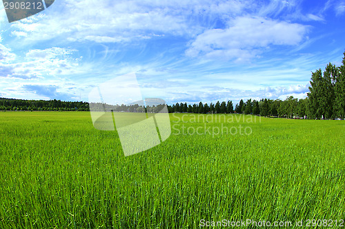 Image of Wheatfield