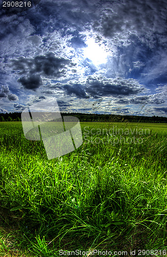 Image of Wheatfield