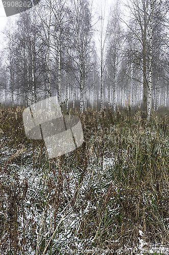 Image of Foggy forest