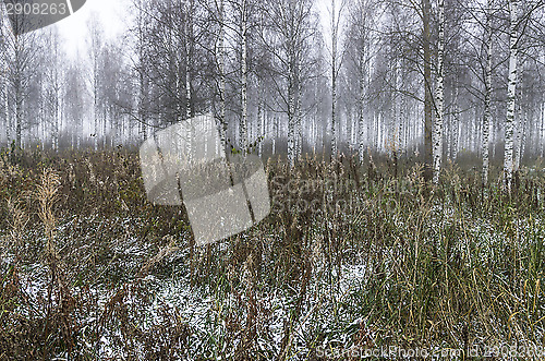 Image of Foggy forest