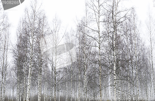 Image of Foggy forest