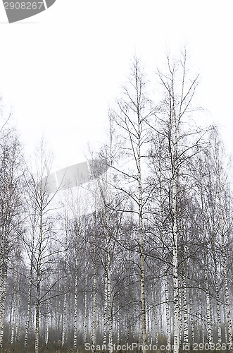 Image of Foggy forest