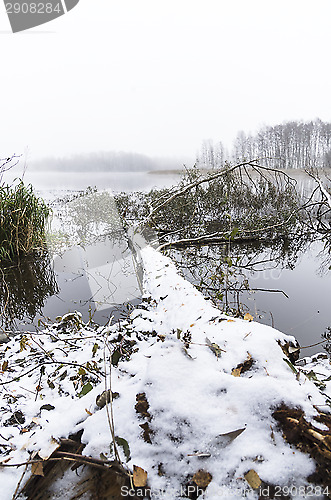 Image of Fallen tree