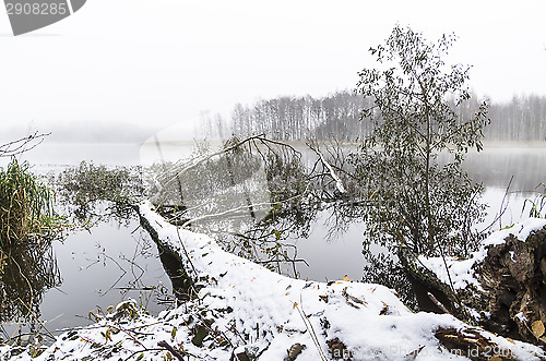 Image of Fallen tree