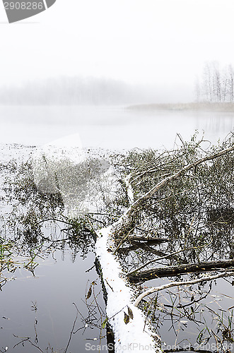 Image of Fallen tree