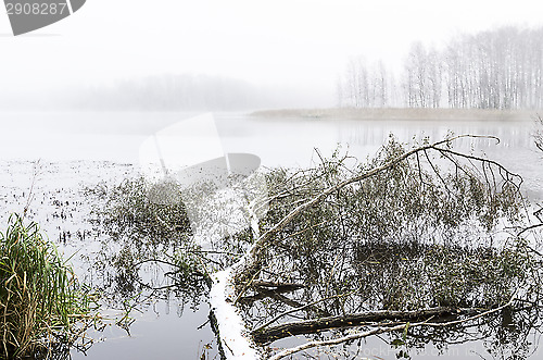 Image of Fallen tree