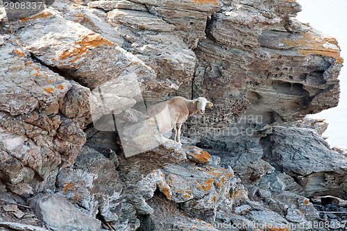 Image of sheep on the rock