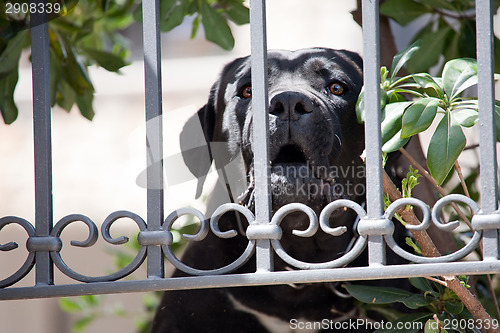 Image of big black Labrador Retriever dog