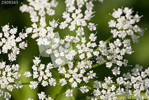 Image of small white flowers