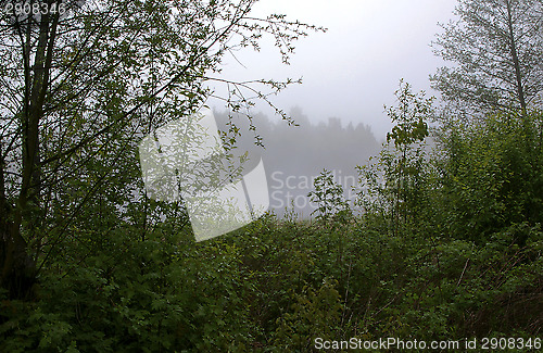 Image of Foggy morning