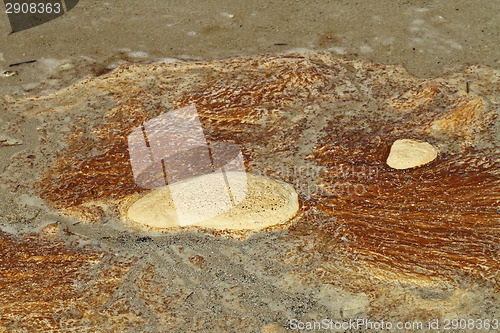 Image of Details in the sand at the beach in Denmark