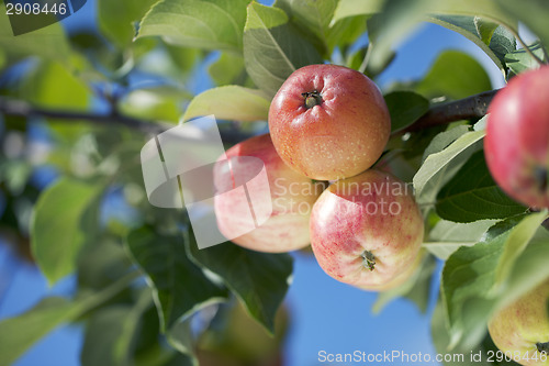 Image of Apples