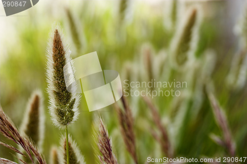 Image of Wild vegetation
