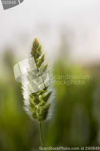 Image of Wild vegetation