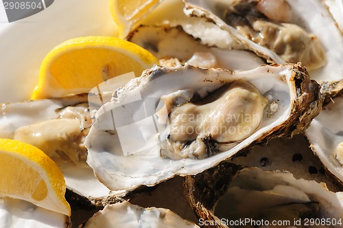 Image of oysters plate
