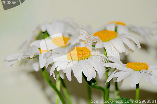 Image of Garden Chamomiles