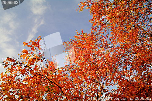 Image of Autumn Leafs