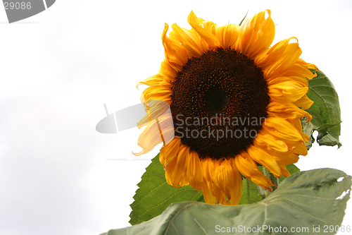 Image of sunflower