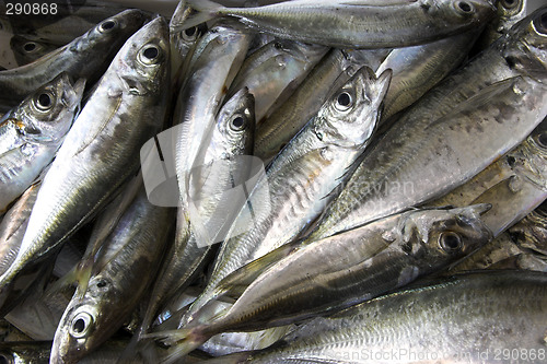 Image of Seafood