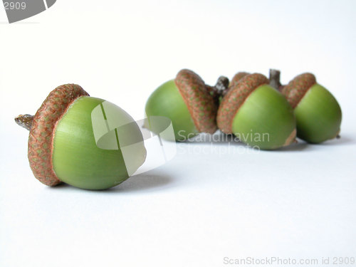 Image of acorns