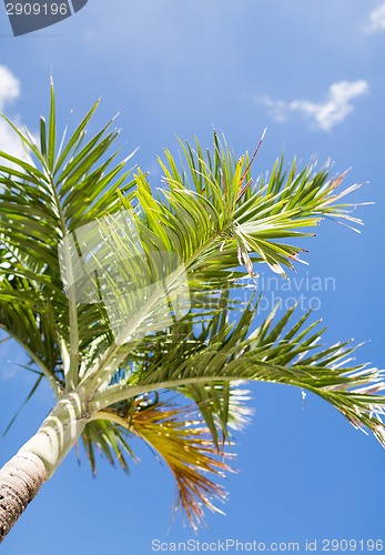 Image of palm tree over blue sky with white clouds