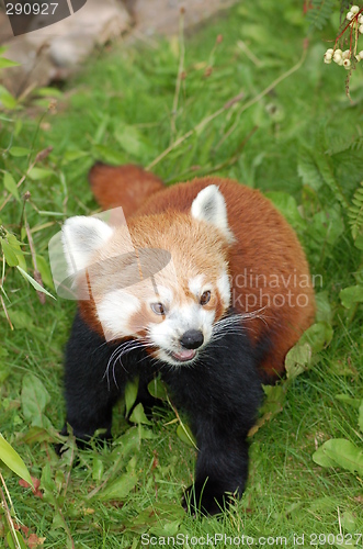 Image of Red panda