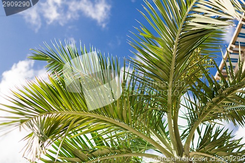 Image of palm tree over blue sky with white clouds