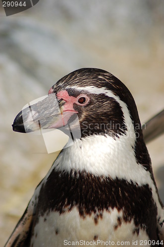 Image of Penguin