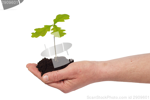 Image of Hand with young oak tree