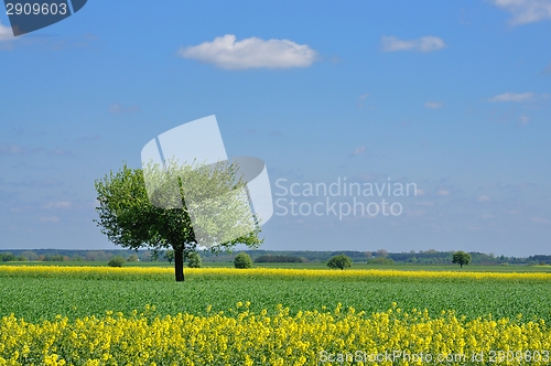 Image of Spring Landscape
