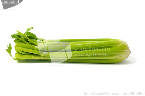 Image of Celery on White