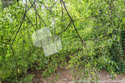 Image of Green Leaves and blue fruits