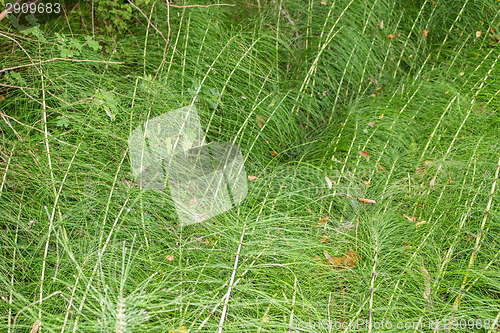 Image of green weeds background