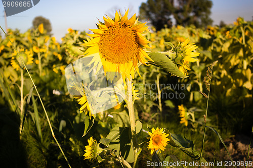 Image of Field of yellow sunflowers 