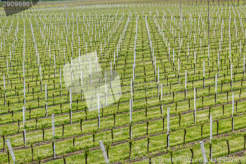 Image of rows of vines, white poles and flowers