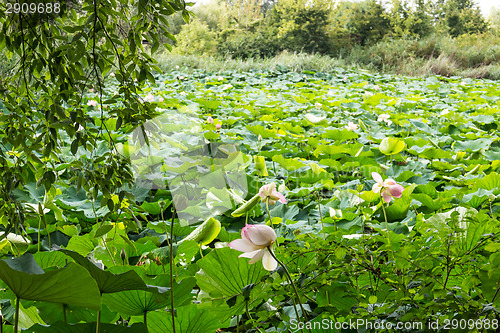 Image of Lotus green area pond