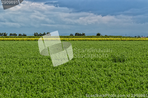 Image of Cultivated fields 