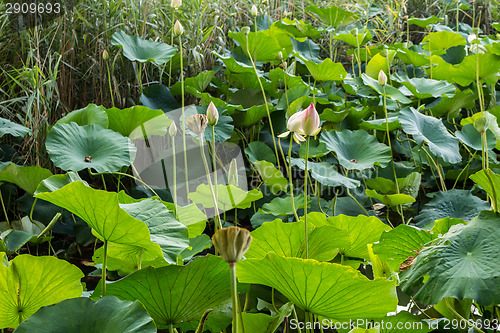 Image of Lotus green area pond