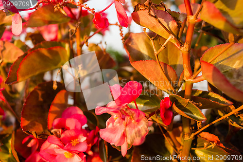 Image of Begonia succulent flowers