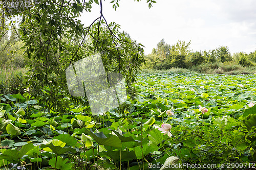 Image of Lotus green area pond