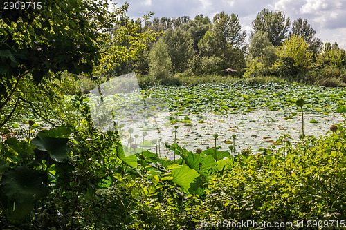 Image of Lotus green area pond