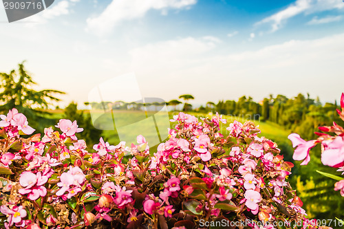 Image of Weeds on green view