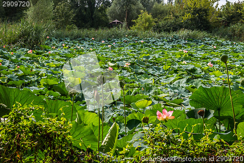 Image of Lotus green area pond